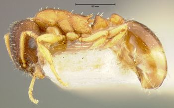Media type: image;   Entomology 8674 Aspect: habitus lateral view